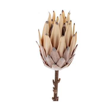 King Protea Floral Stem