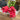 Fresh Touch Parrot Tulips - Ruffled Rose - The Lemonade Stand