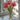 Fresh Touch Parrot Tulips - Ruffled Rose - The Lemonade Stand
