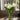 Fresh Touch Parrot Tulips - White & Green - The Lemonade Stand