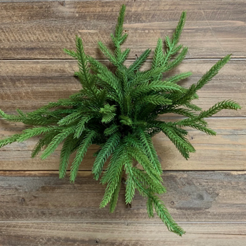 12" Norfolk Pine Pick