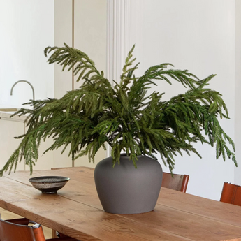 36" Norfolk Pine Spray