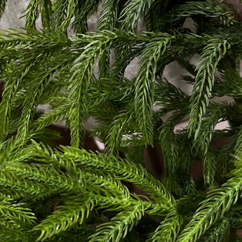 40" Norfolk Pine Dripping Garland