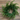 20" Norfolk Pine Wreath
