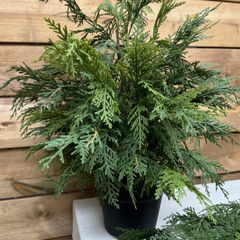 24" White Cedar Black Pot