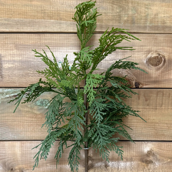 23.5" Cedar Spray