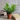 15" Fern in Pot - The Lemonade Stand