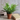 15" Fern in Pot - The Lemonade Stand