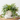 Heirloom Tea Cup Planter