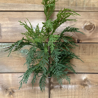 23.5" Cedar Spray
