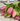 Real Touch Formosa Tulip Bundle - The Lemonade Stand