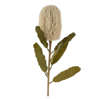 Banksia Floral Stem