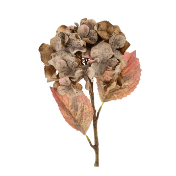 Faded Hydrangea Stem