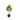 Mini Lemon Tree