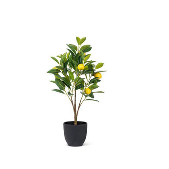 Mini Lemon Tree