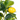 Mini Lemon Tree