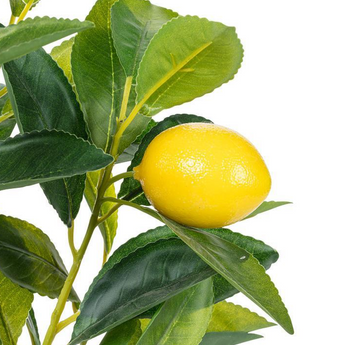 Mini Lemon Tree