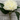 Fresh Touch Peony Stem
