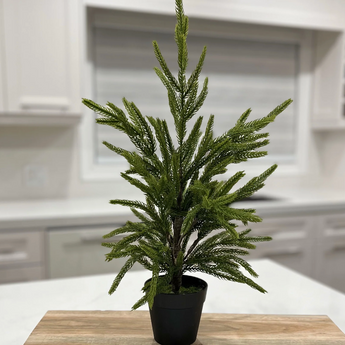 Fresh Touch Norfolk, Potted Tree