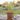 Frilly Edge Redstone Pot with Saucer - The Lemonade Stand