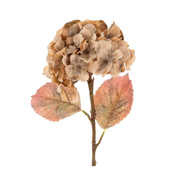 Faded Hydrangea Stem