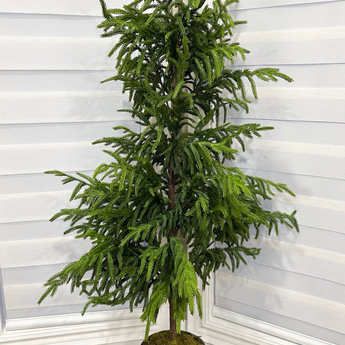 Fresh Touch Norfolk, Potted Tree