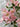 Pink Cherry Blossom Spray | 35" - The Lemonade Stand