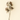 A single dried botanical stem with clusters of small brownish-purple buds and a few dark leaves, photographed against a plain warm cream background.