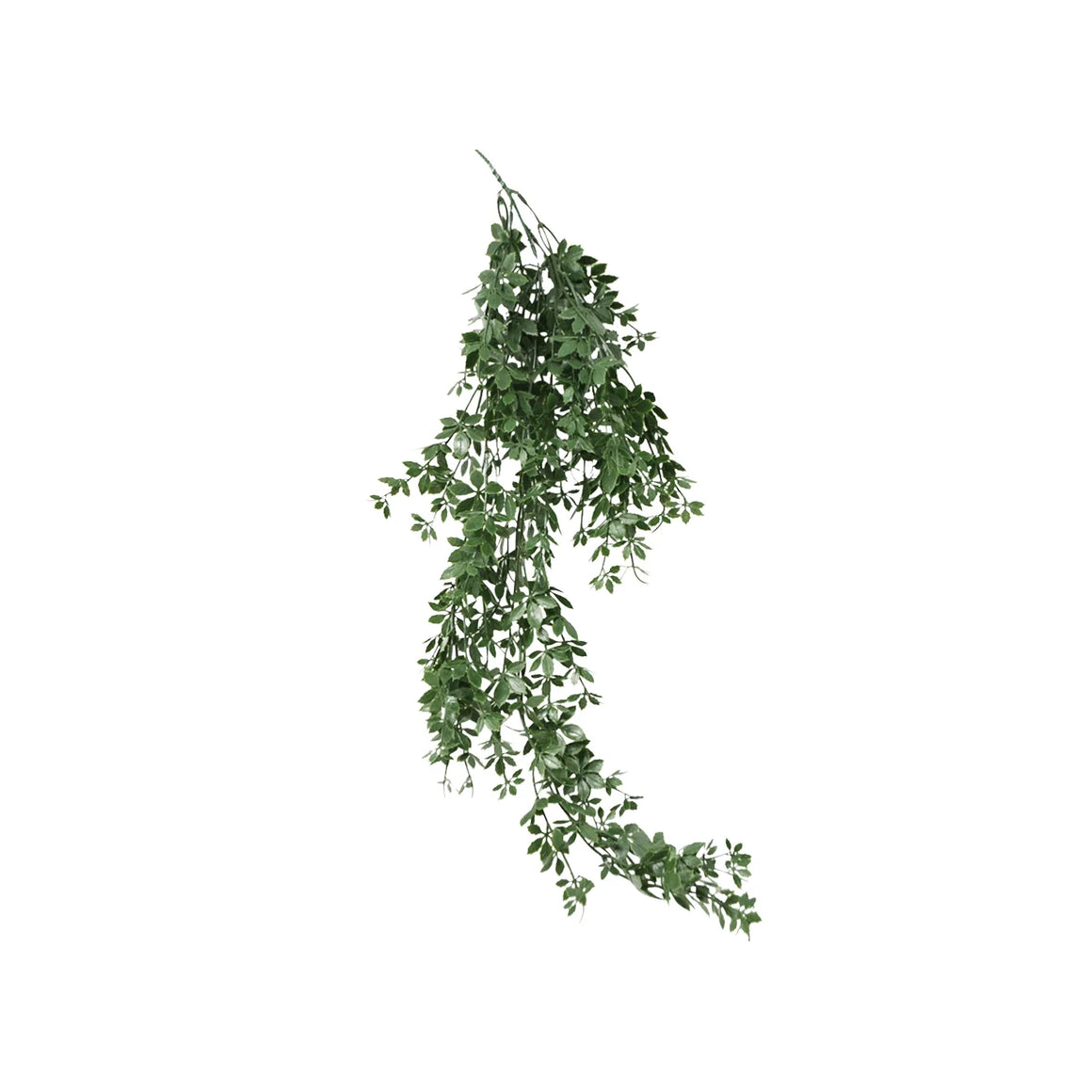 Climbing Plant