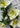 Green White Helleboes Spray | Fresh Touch 32" - The Lemonade Stand