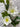 White Helleboes Spray | Fresh Touch 32" - The Lemonade Stand
