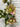 Pink Helleboes Spray | Fresh Touch 32" - The Lemonade Stand