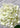 White Green Hydrangea Spray | 30" Fresh Touch - The Lemonade Stand