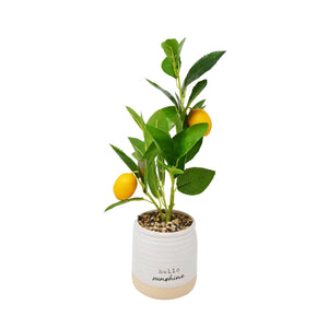 Lemon Tree W/ Vase