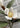 White Magnolia Spray | Fresh Touch 26" - The Lemonade Stand
