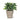 Small Spade Leaf Plant - The Lemonade Stand