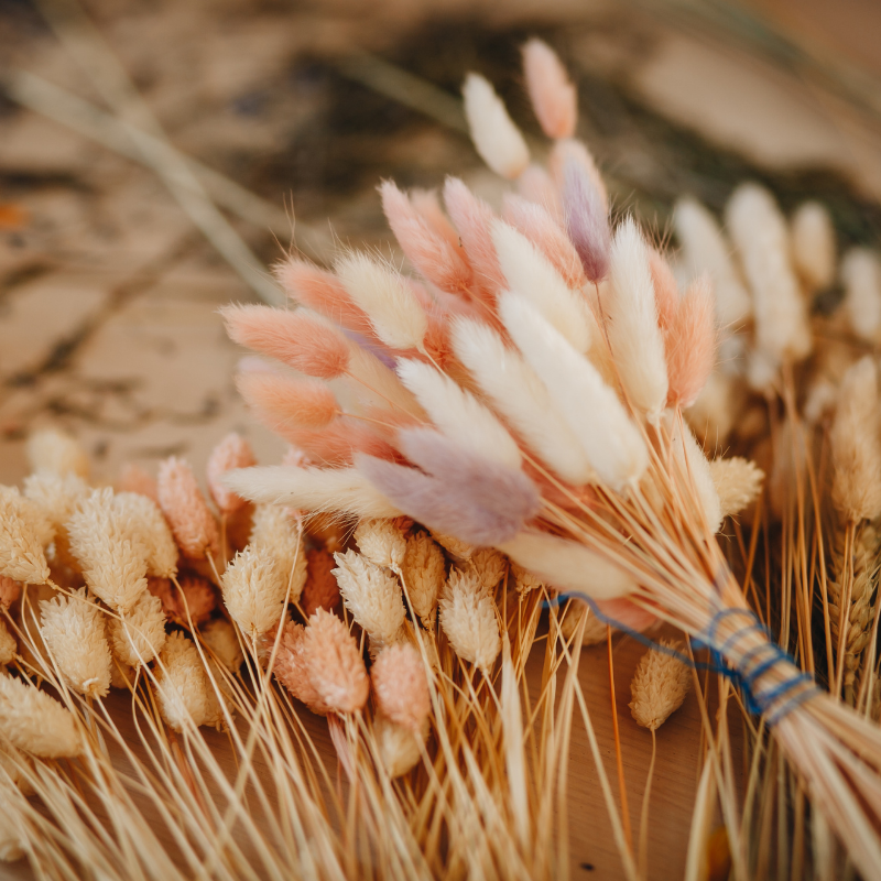 Dried Flowers - The Lemonade Stand