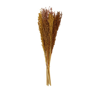 Sorghum Bunch