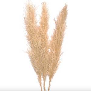 Pampas Grass 60” Bundle Of 3
