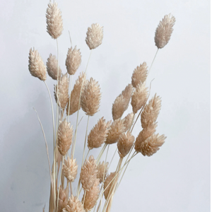Phalaris