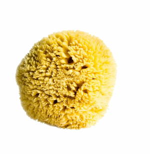 Sea Sponge