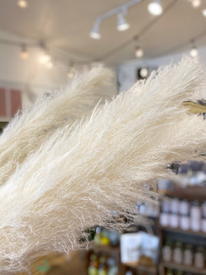 Pampas Grass 60” Bundle Of 3